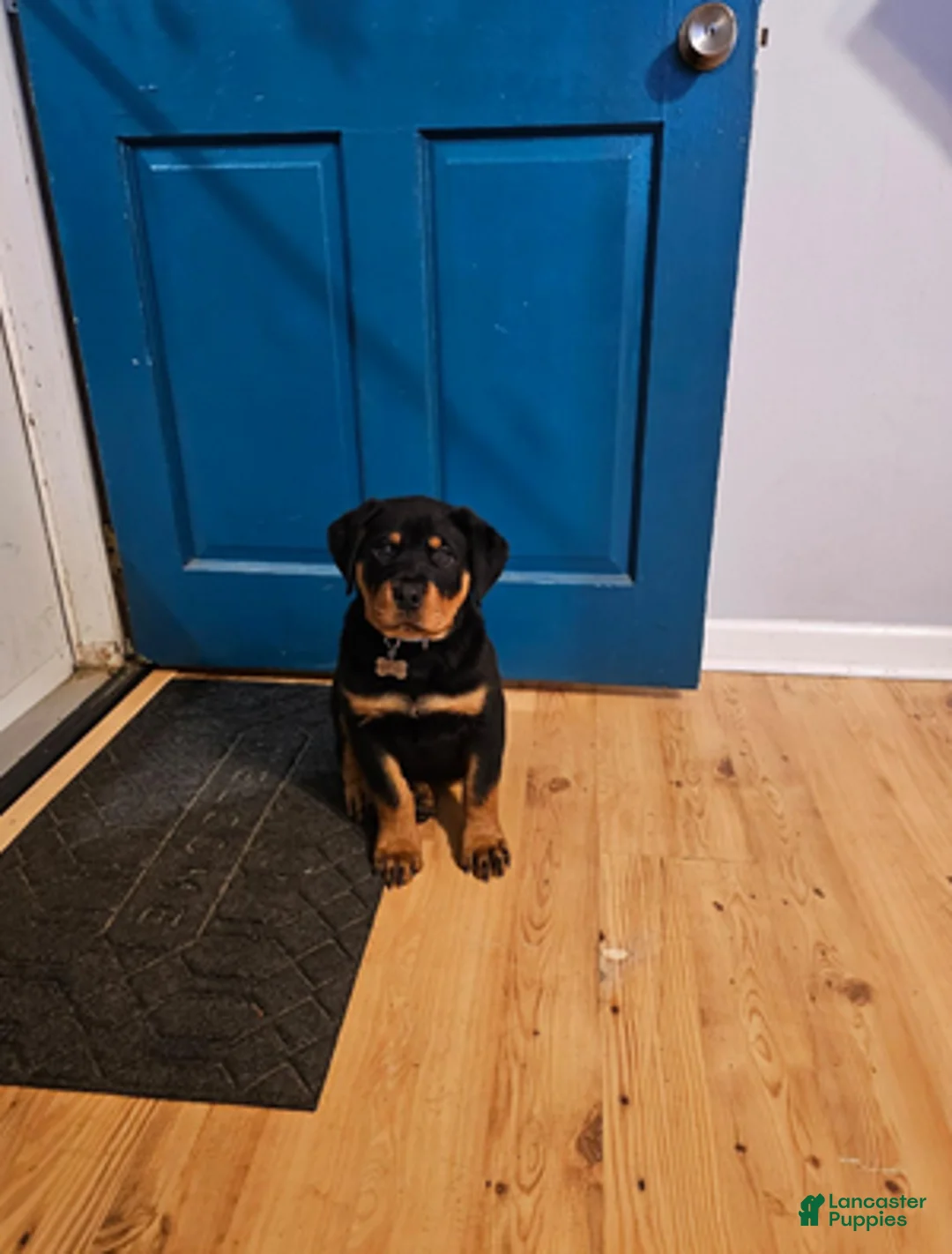 Rottweiler dogs for sale: Light Pink Girl - Ad 3