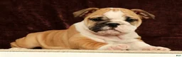 English Bulldog dogs for sale: Skye - Ad 7