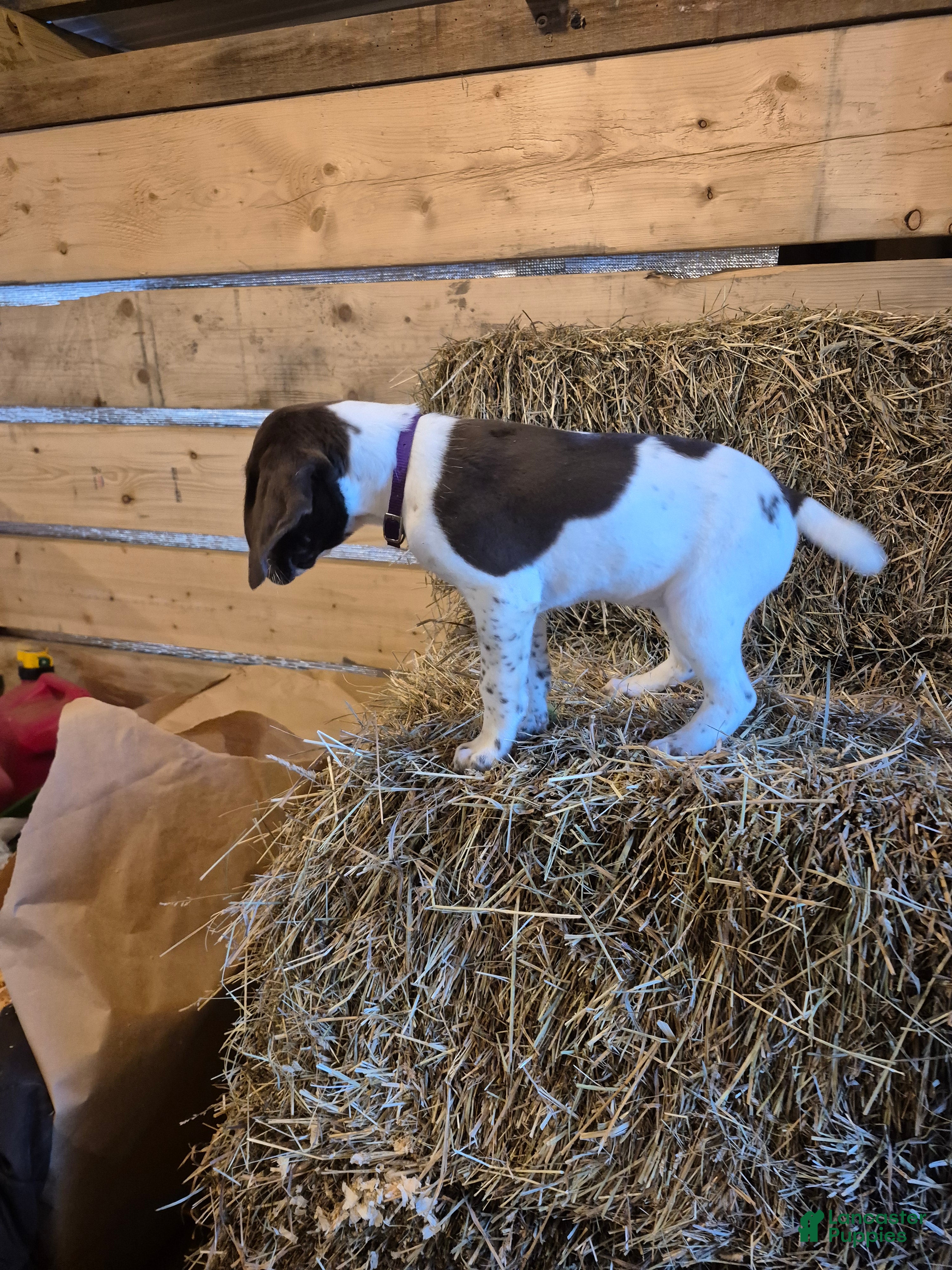 German Shorthaired Pointer dogs Lila - Ad 1