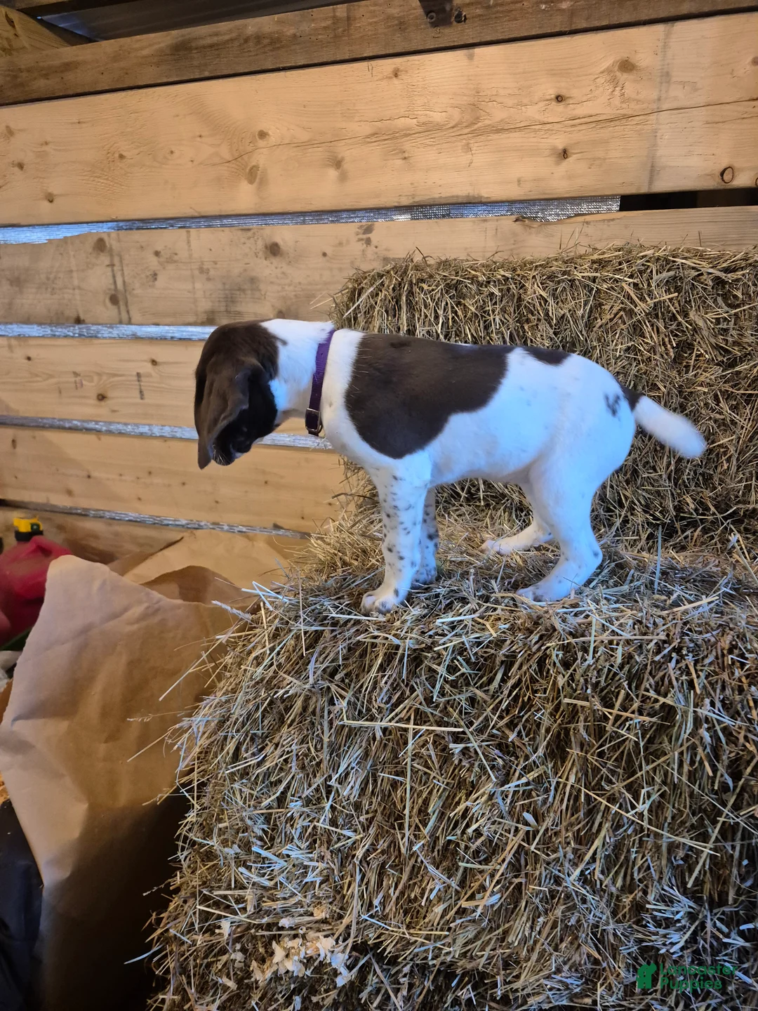 German Shorthaired Pointer dogs for sale: Lila - Ad 1