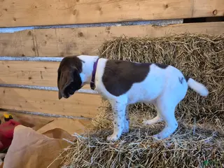 German Shorthaired Pointer dogs for sale: Lila - Ad 3