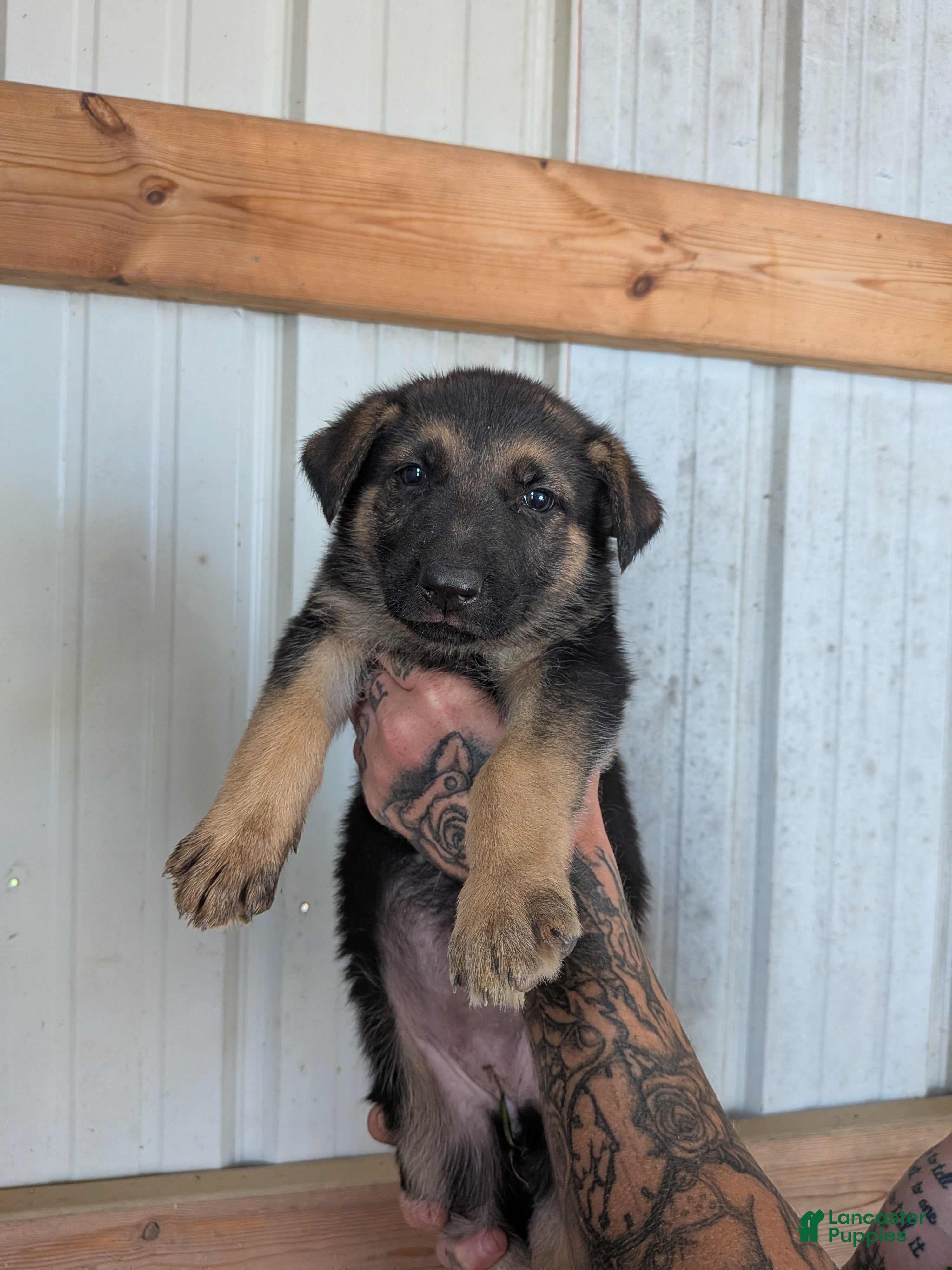German Shepherd dogs German Shepherd 2 - Ad 1