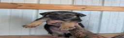 German Shepherd dogs for sale: German Shepherd 2 - Ad 1