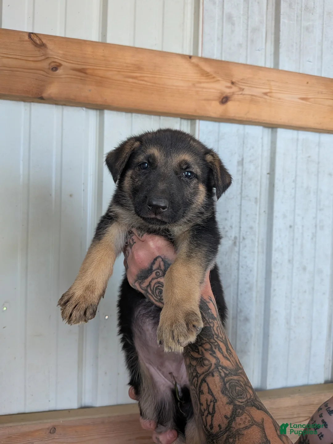 German Shepherd dogs for sale: German Shepherd 2 - Ad 1