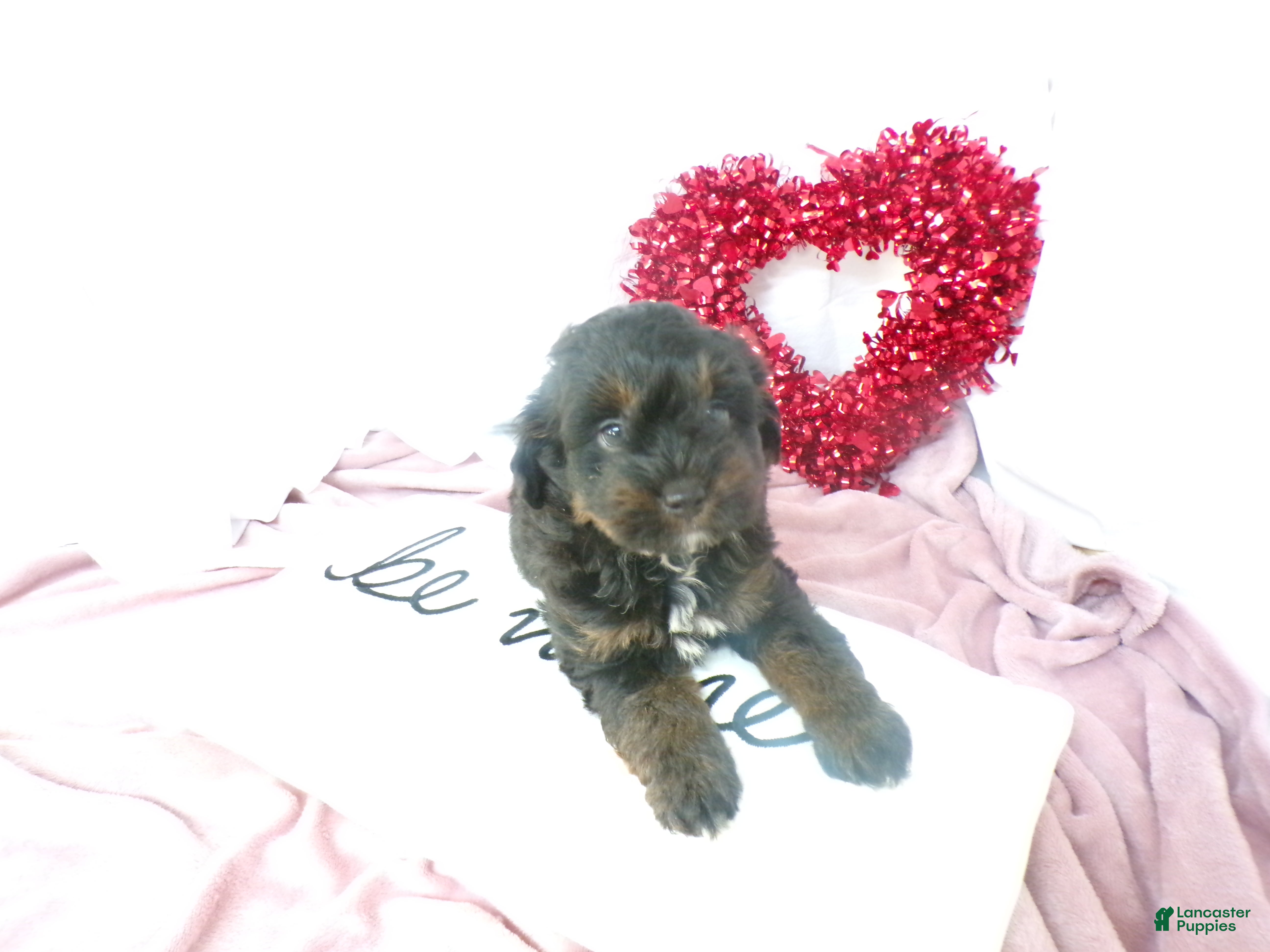 Bernedoodle dogs Arthur - Ad 2