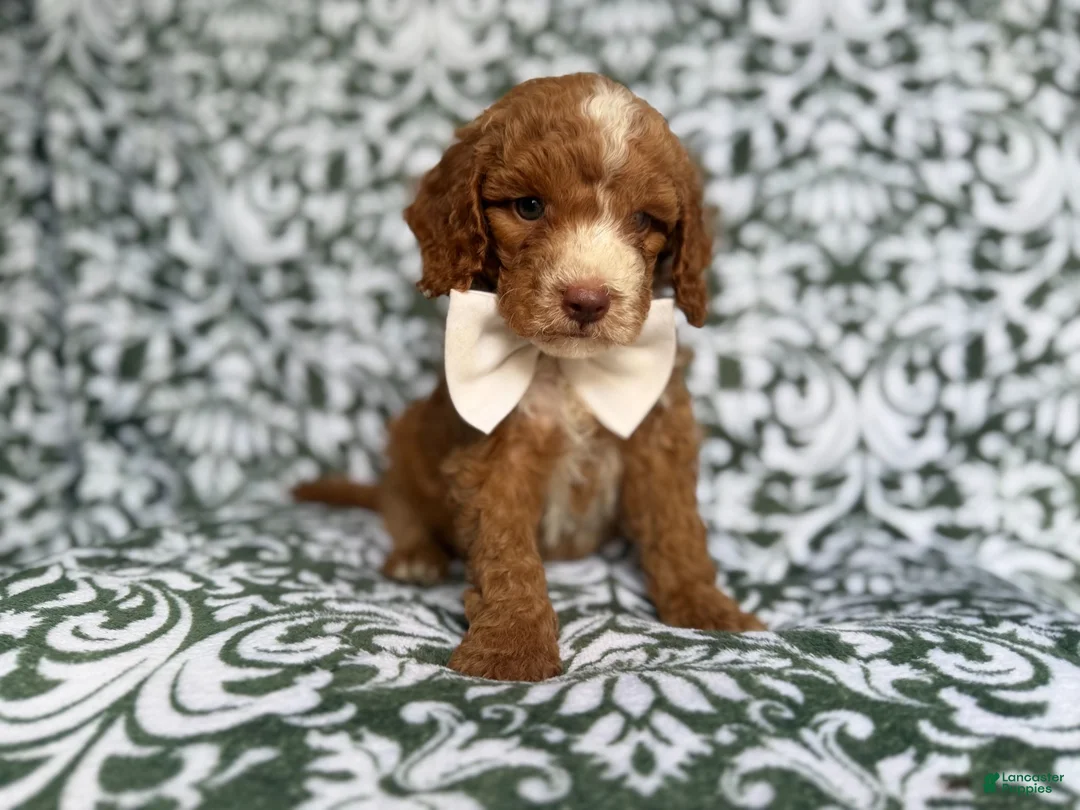 Cockapoo dogs for sale: Mikey - Ad 8
