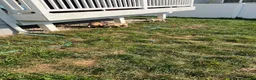 American Bully dogs for sale: American Bully 1 - Ad 18