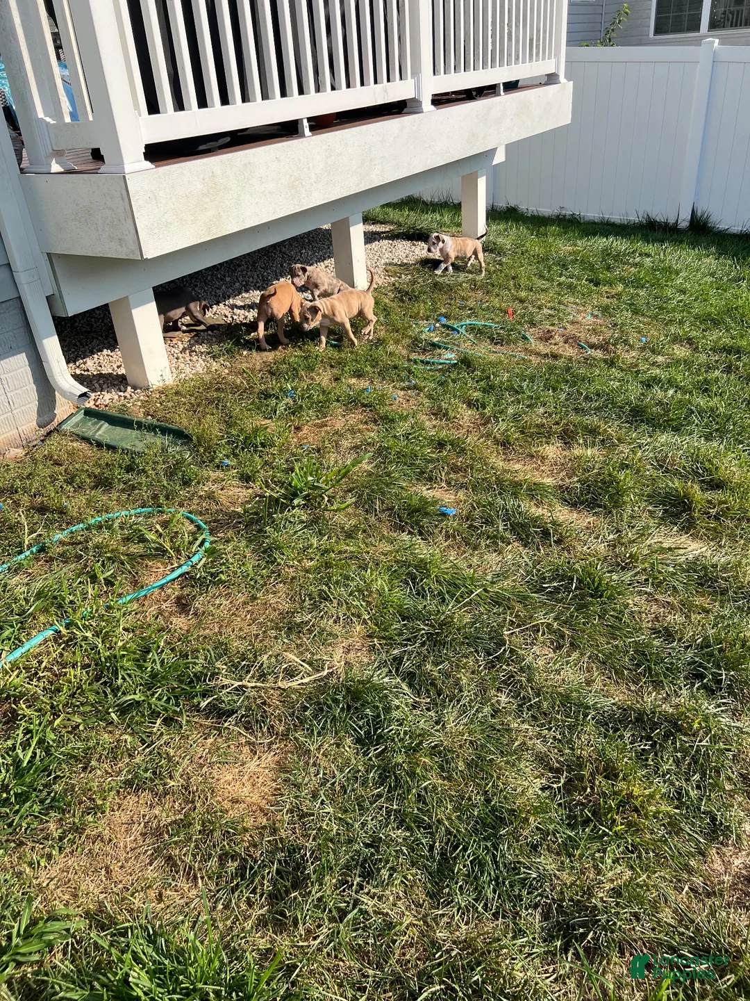 American Bully dogs for sale: American Bully 1 - Ad 18