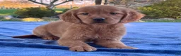 Golden Retriever dogs for sale: Nyla - Ad 3