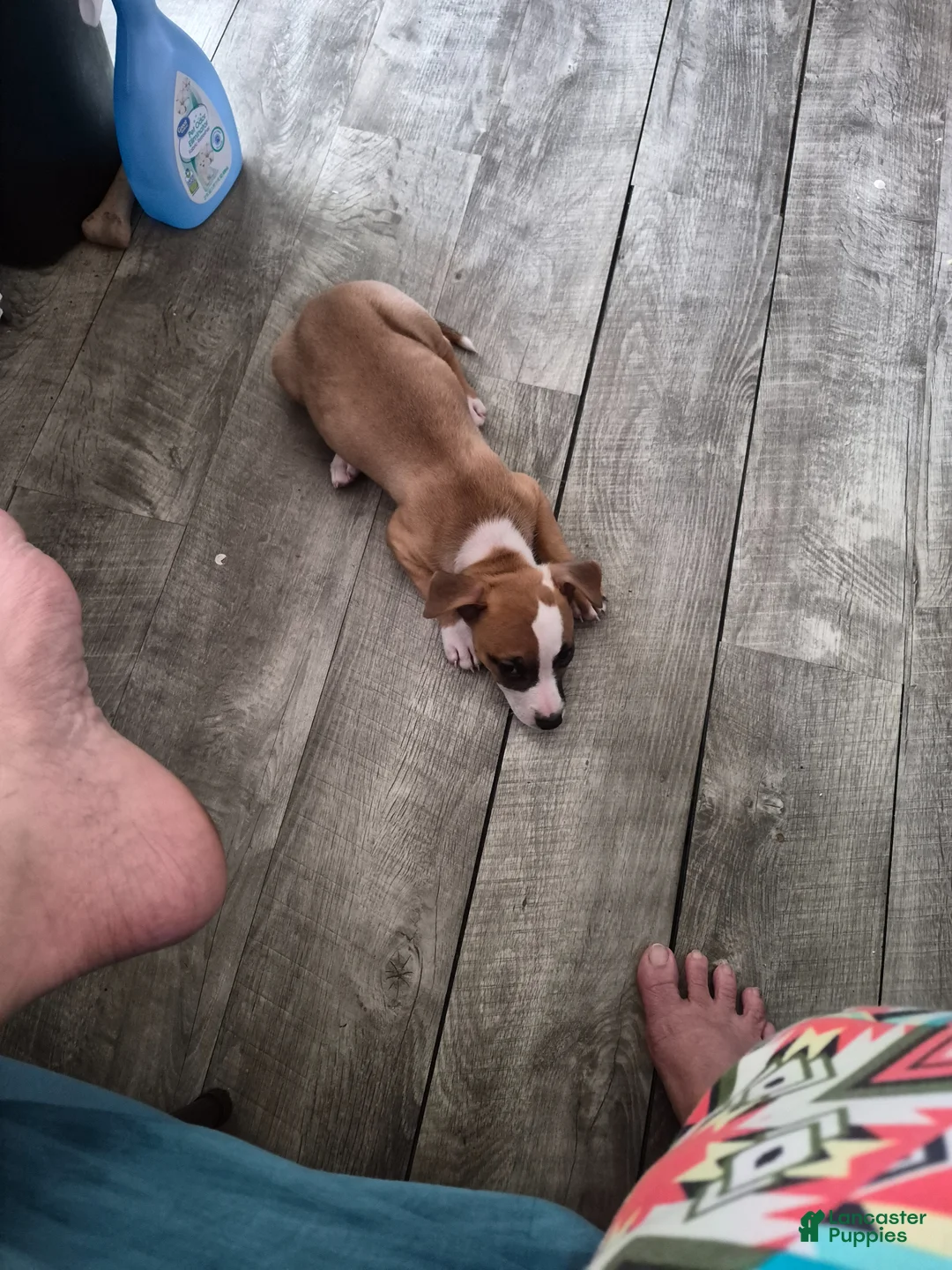 Mixed Breed dogs for sale: Benelli - Ad 2