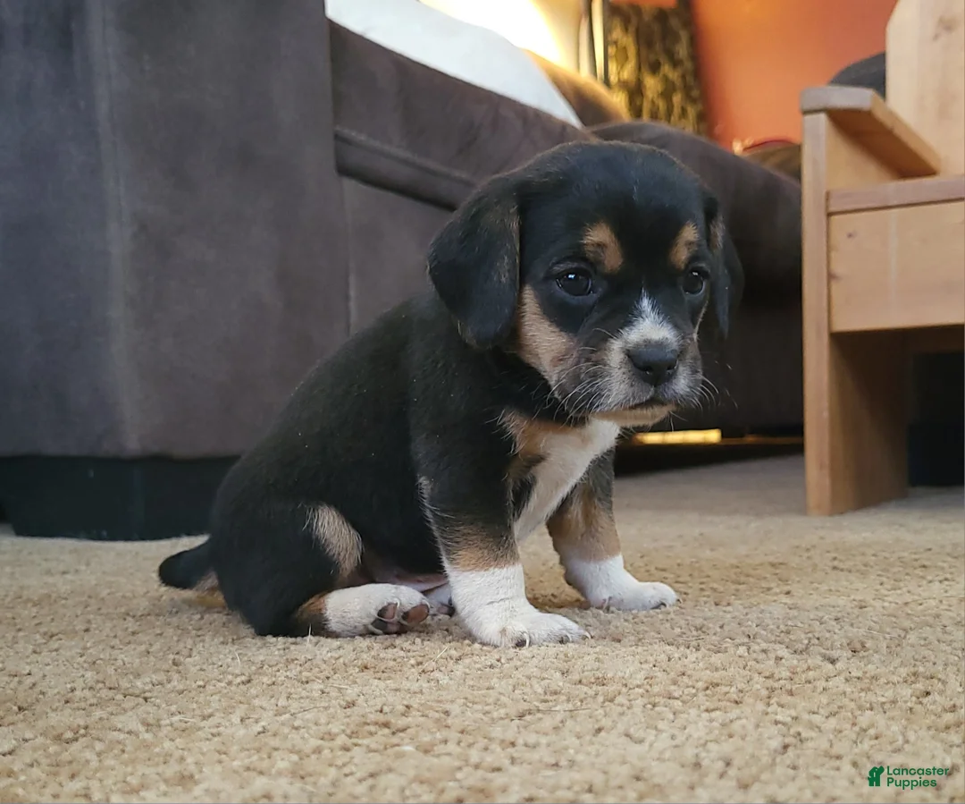 Puggle dogs for sale: Daisy  - Ad 2