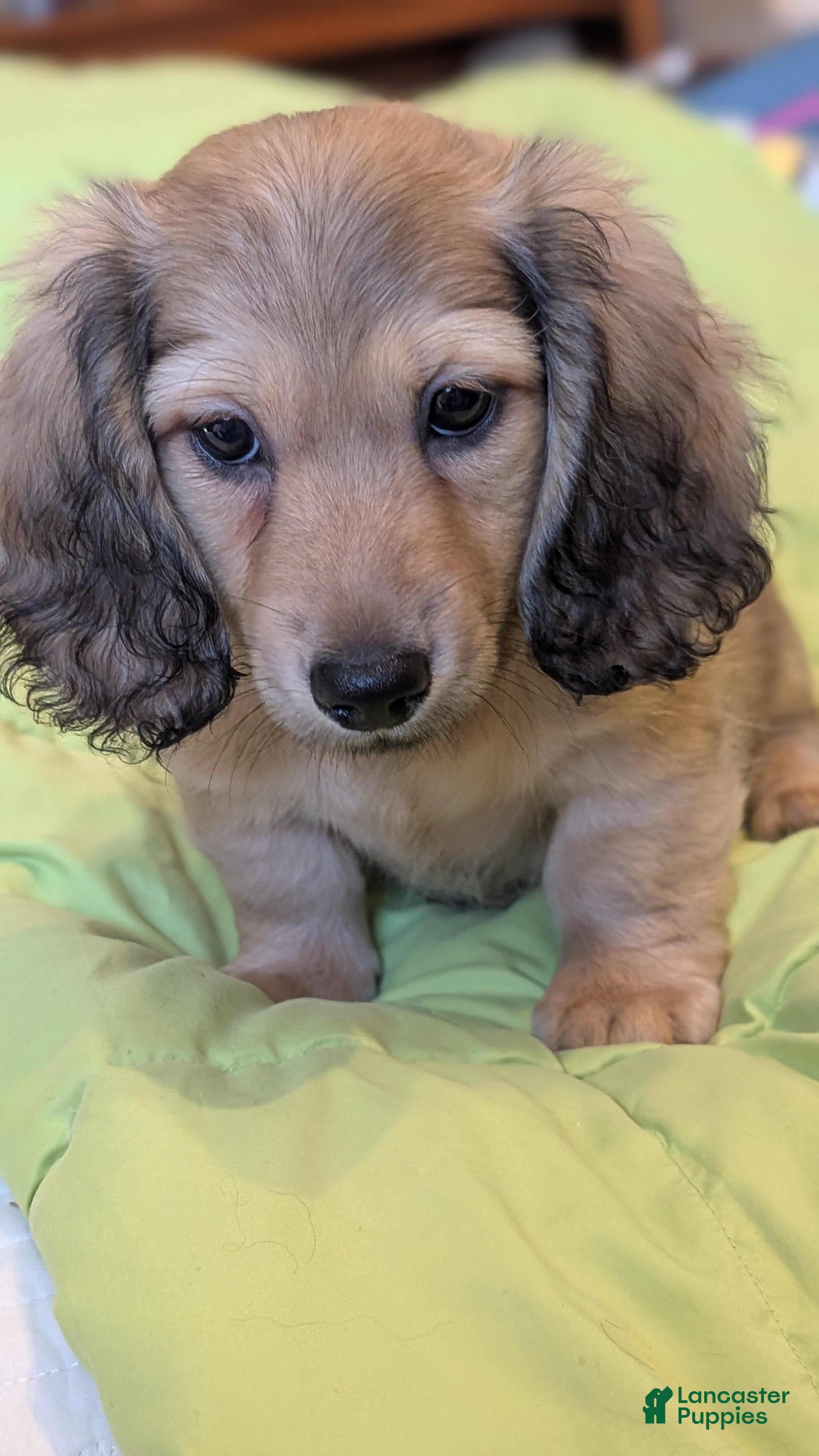 Miniature Dachshund dogs Jiff - Ad 1