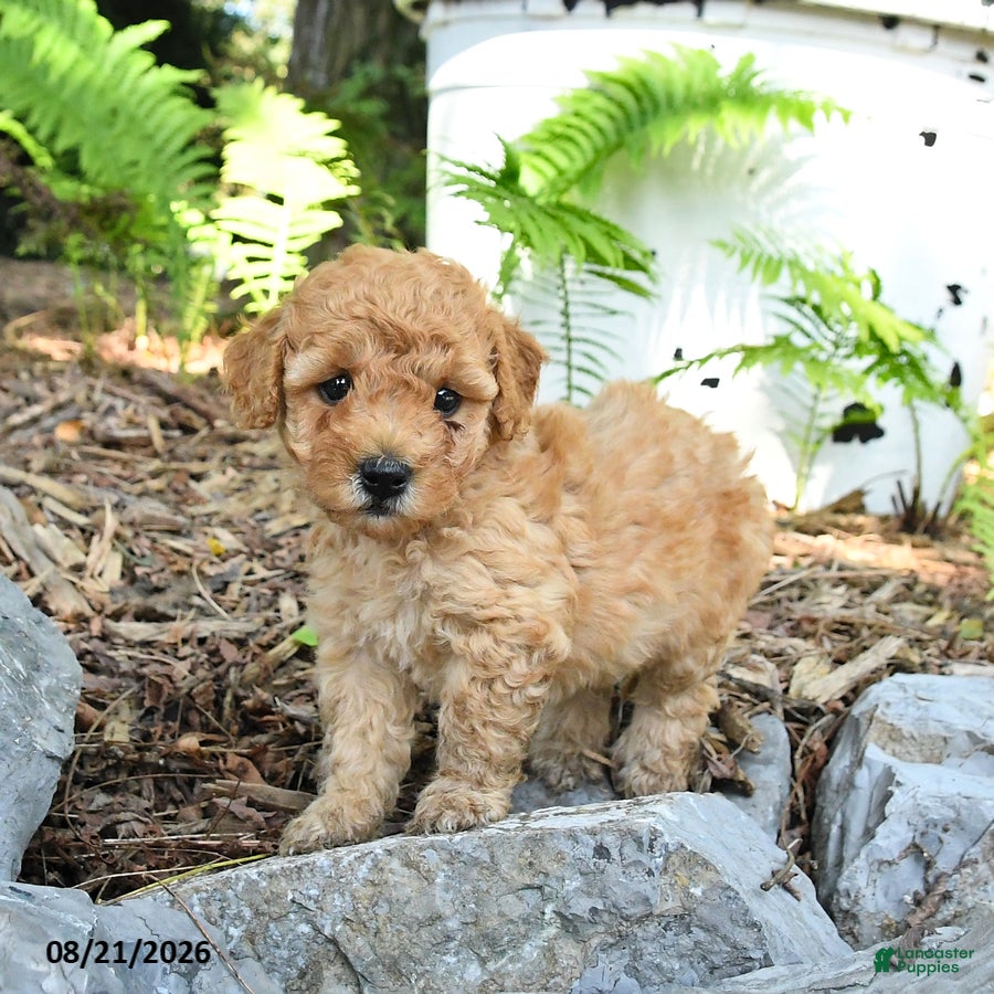 Havapoo dogs Teddy - Ad 2