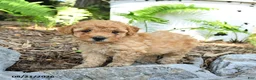 Havapoo dogs for sale: Teddy - Ad 2