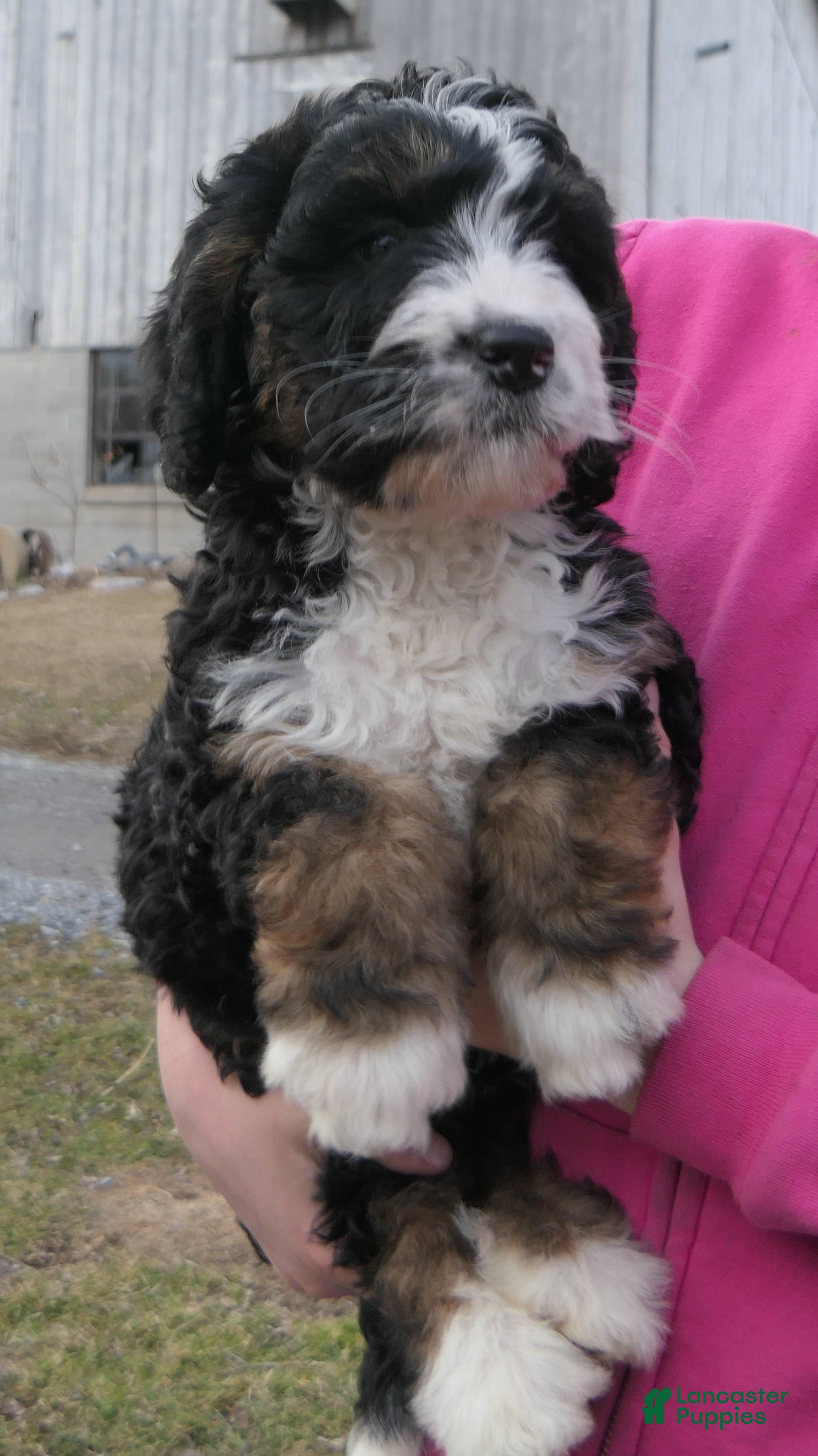 Mini Bernedoodle dogs Mini Bernedoodle Dora - Ad 2