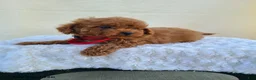 Miniature Poodle dogs for sale: Goby - Ad 3