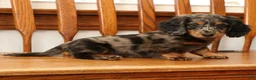 Miniature Dachshund dogs for sale: Tanner - Ad 7
