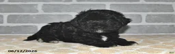 Maltipoo dogs for sale: Maggie - Ad 5