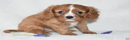 Cavalier King Charles Spaniel dogs for sale: Riley - Ad 6