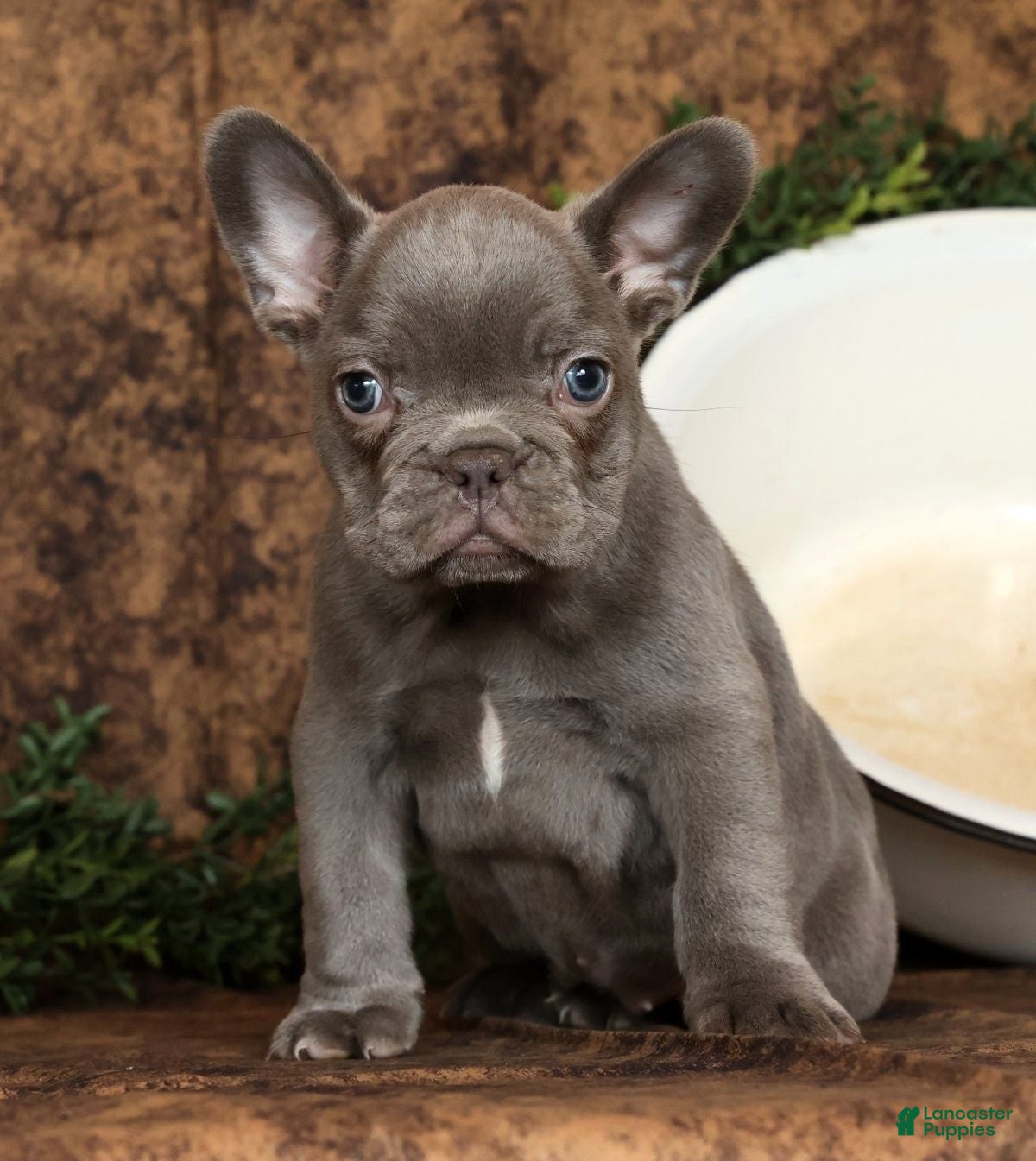 French Bulldog dogs Kara - Ad 2