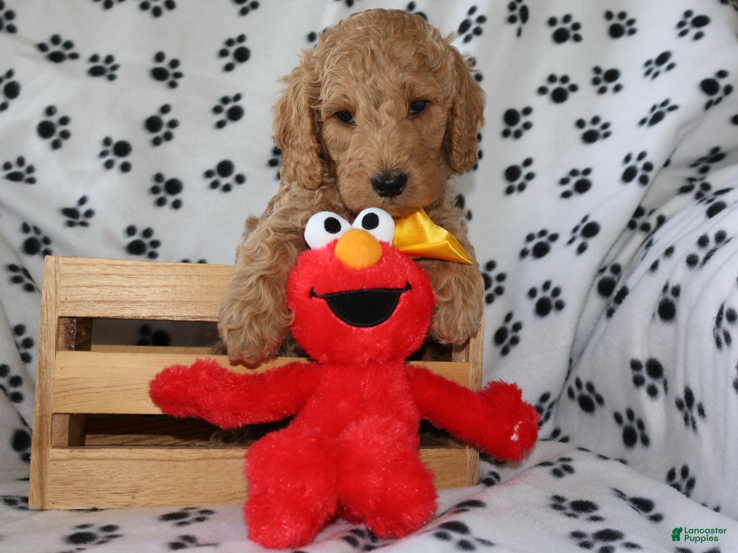 Mini Goldendoodle dogs Sweet Henry  - Ad 2