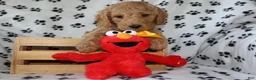 Mini Goldendoodle dogs for sale: Sweet Henry  - Ad 2