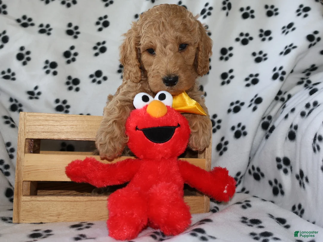 Mini Goldendoodle dogs for sale: Sweet Henry  - Ad 2