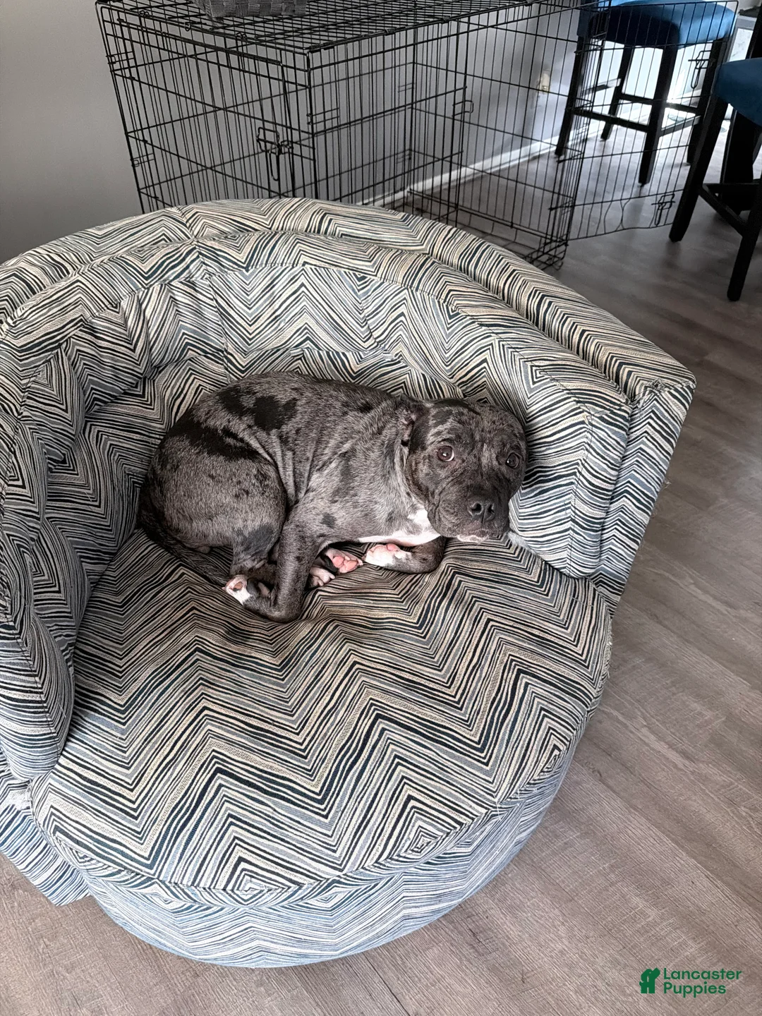 Mixed Breed dogs for sale: Mixed Breed Puppy 1 - Ad 4