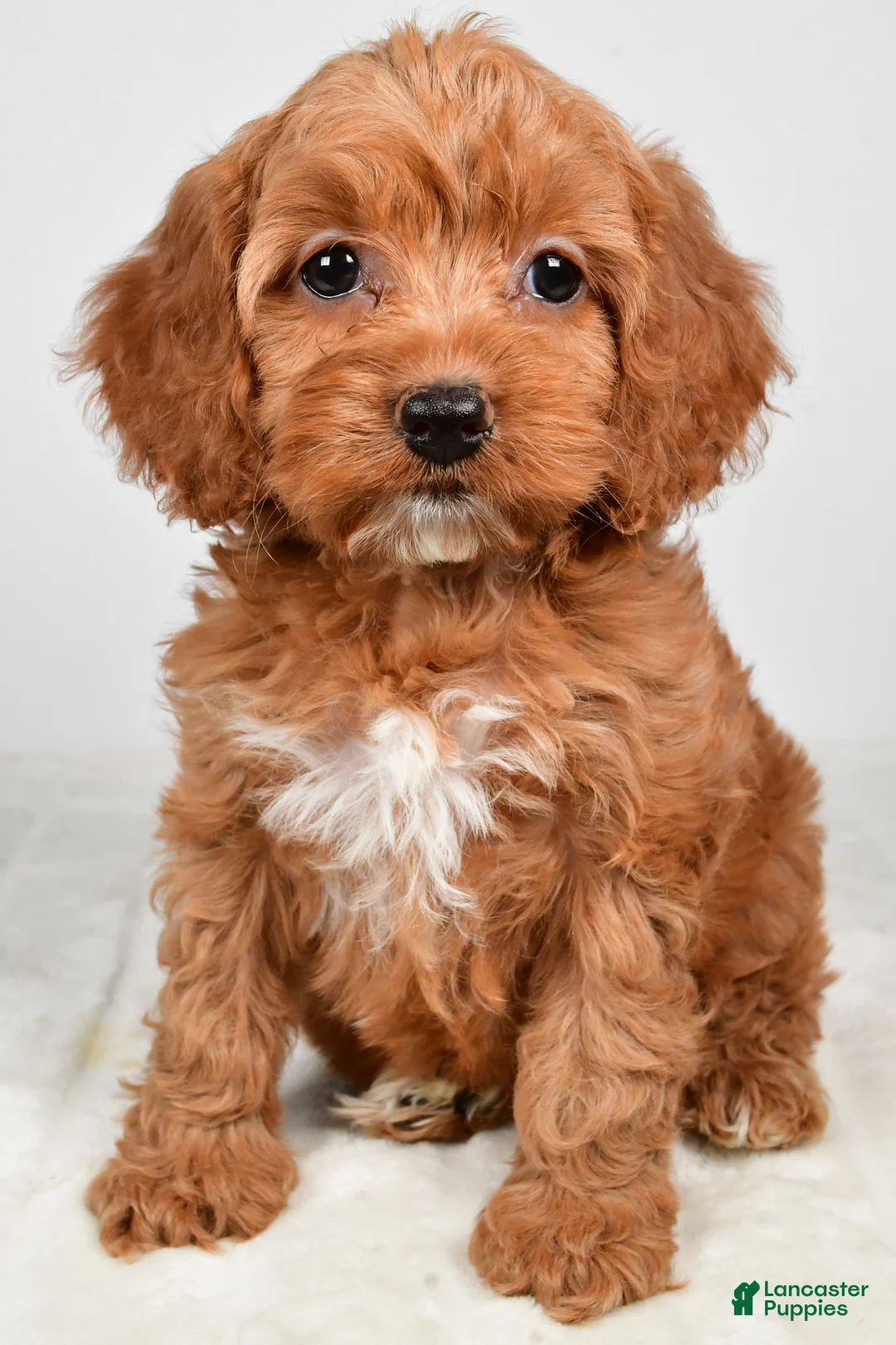 Cockapoo dogs for sale: Cookie - Ad 2