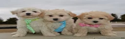 Maltipoo dogs for sale: Maggie - Ad 18