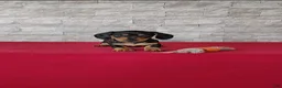 Miniature Dachshund dogs for sale: Brady - Ad 4