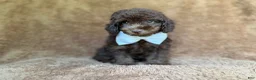 Cavapoo dogs for sale: Chase - Ad 2