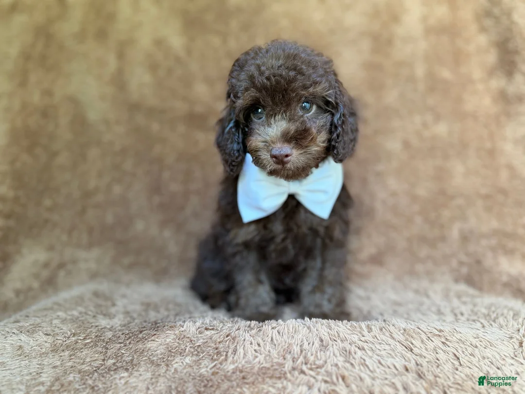 Cavapoo dogs for sale: Chase - Ad 2