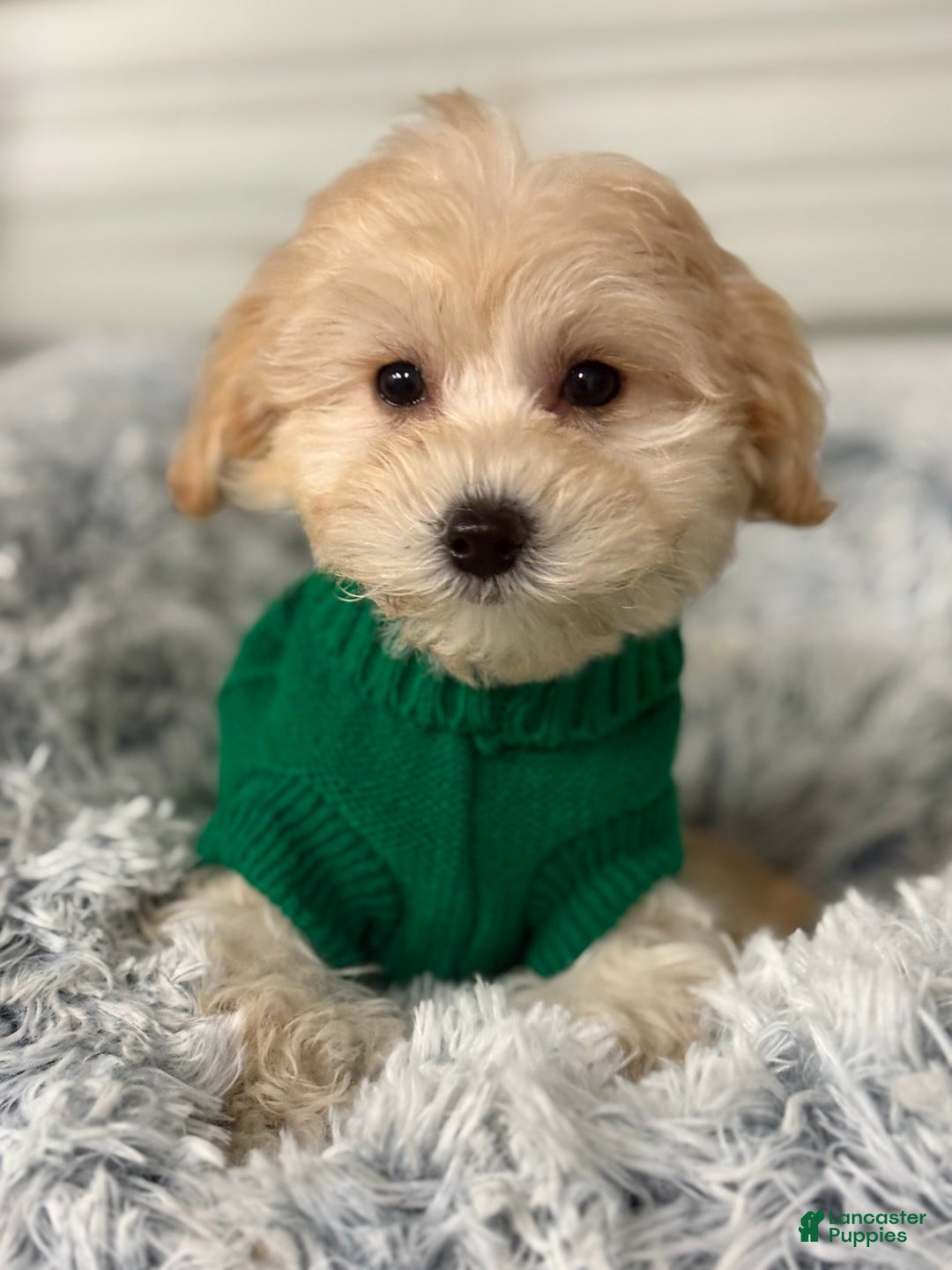 Mixed Breed dogs for sale: Lalo - Ad 2