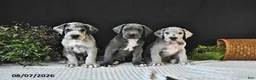 Great Dane dogs for sale: Bo  - Ad 5