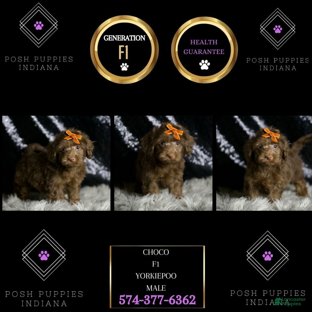 Yorkiepoo dogs for sale: choco - Ad 5