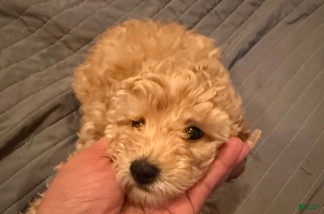 Toy Poodle dogs for sale: Toy Poodle Puppy 2 - Ad 6