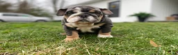 English Bulldog dogs for sale: Hugs - Ad 5