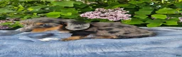 Dachshund dogs for sale: Peggy - Ad 9