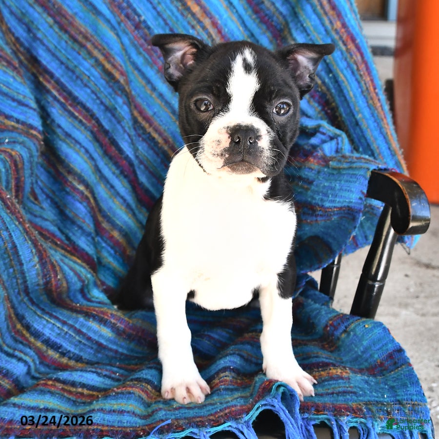 Boston Terrier dogs Genny - Ad 2