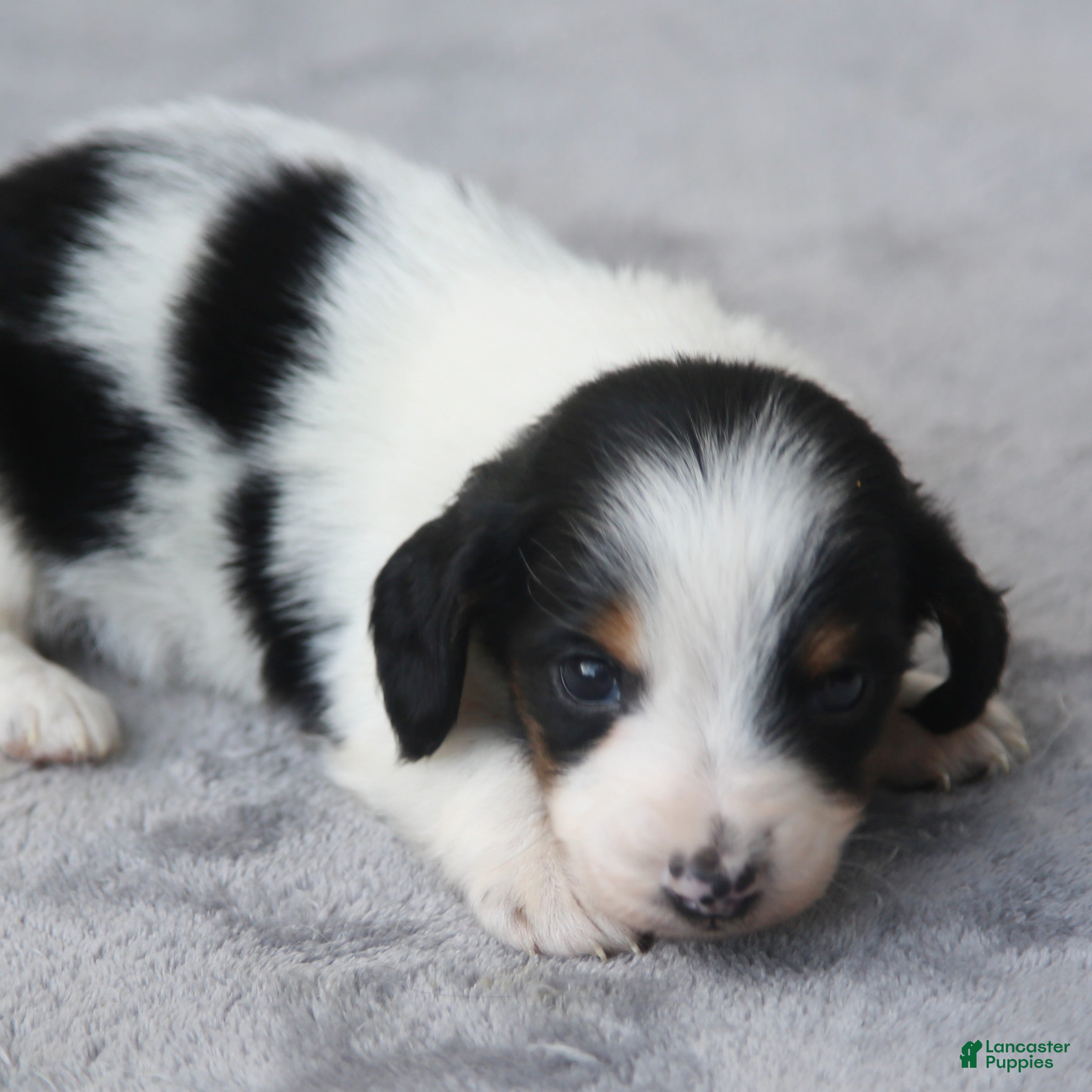 Dachshund dogs for sale: Black and Tan Brindle Piebald Male  - Ad 1