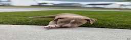American Bully dogs for sale: American Bully Puppy 1 - Ad 6