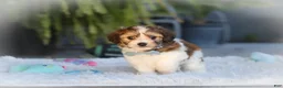 Cavachon dogs for sale: Hayes - Ad 6