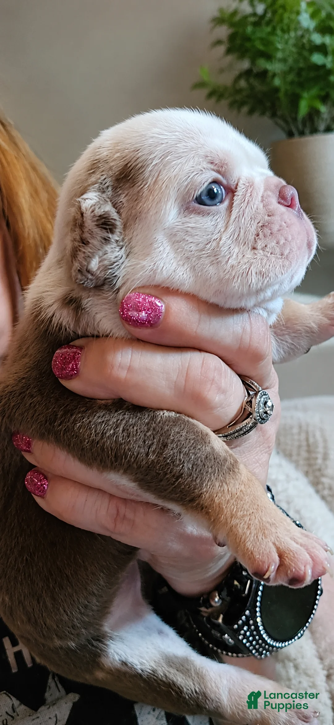 English Bulldog dogs for sale: Whiskey  - Ad 2