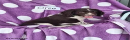 English Springer Spaniel dogs for sale: Oreo - Ad 7