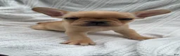French Bulldog dogs for sale: French Bulldog 5 - Ad 8
