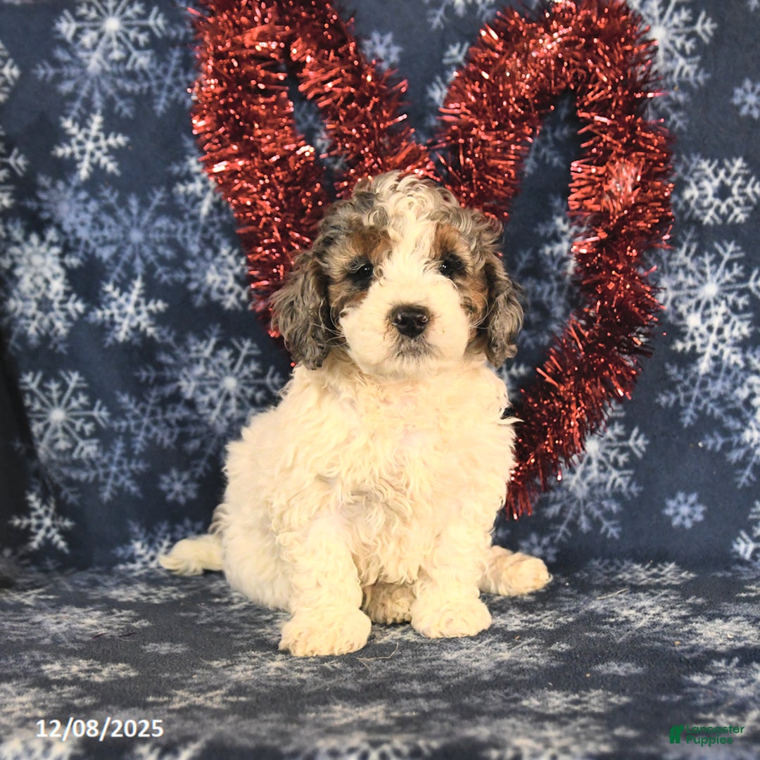 Miniature Poodle dogs for sale: Chuck - Ad 4