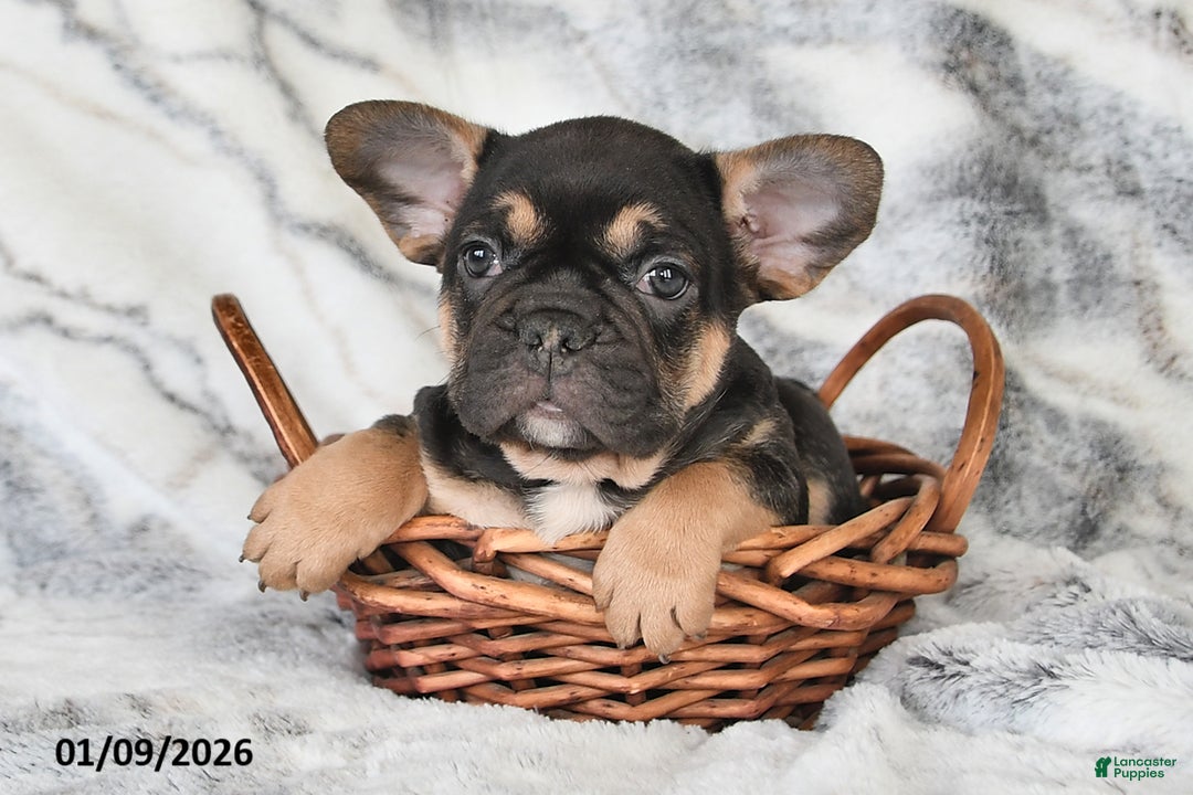 Mixed Breed dogs for sale: Nate - Ad 4