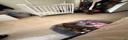 American Pit Bull Terrier dogs for sale: American Pit Bull Terrier 1 - Ad 23