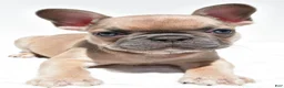 French Bulldog dogs for sale: Bella - Ad 9
